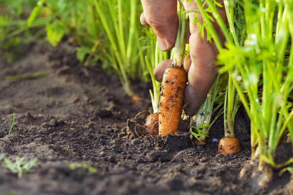 traitement des carottes avec du kérosène des mauvaises herbes