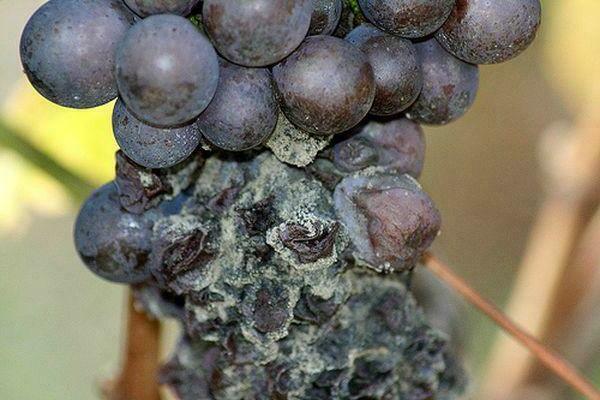 soda treatment of grapes