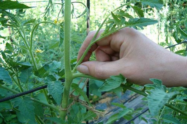 tomato pruning + in the greenhouse