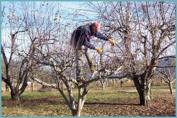 apple pruning in spring