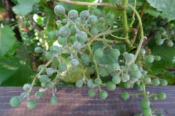 fotografija grožđa oidium i kako se liječiti