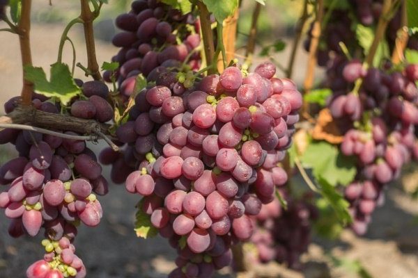 rizamat grapes description