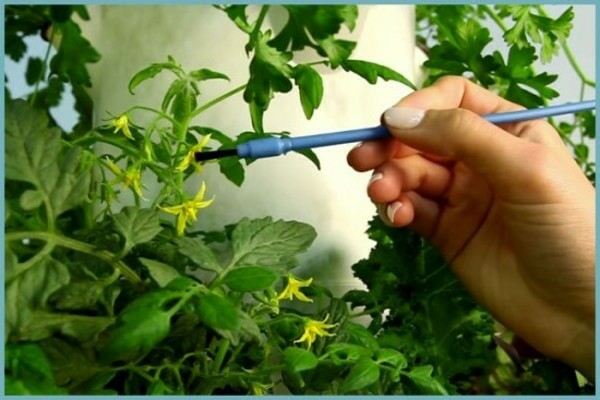 pollinering av tomater