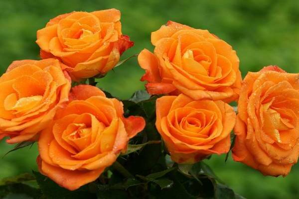 Orange roses