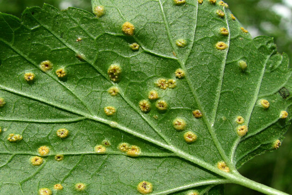 Neoplasias laranja em folhas de groselha