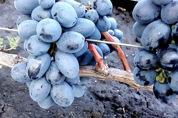 raisins Ruslan description de la variété