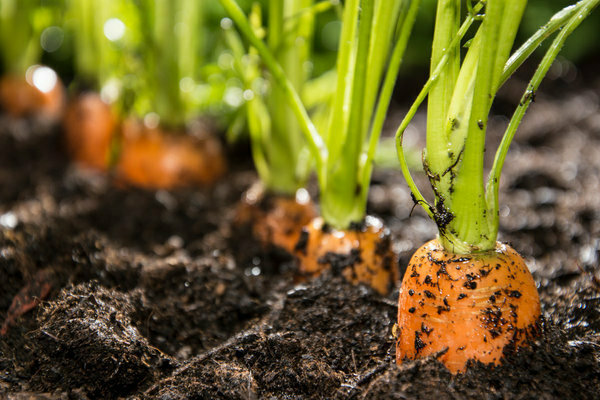 wie man Karotten im Freien anbaut