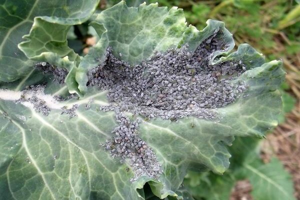 cabbage diseases