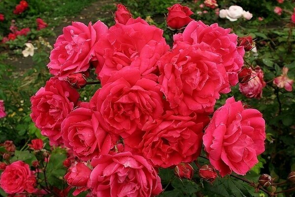 Park roses