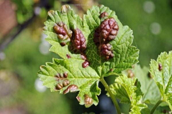 scab on currants