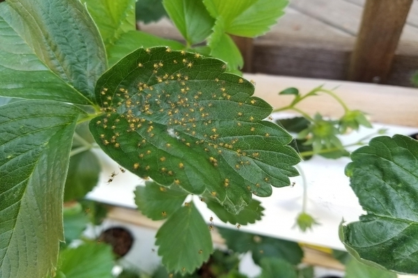 spider mite on a gooseberry photo