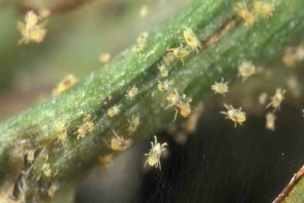 how to get rid of gooseberry spider mites