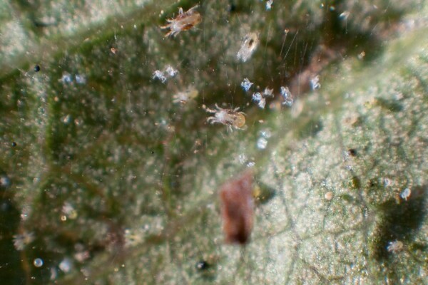 gooseberry spider mite fight