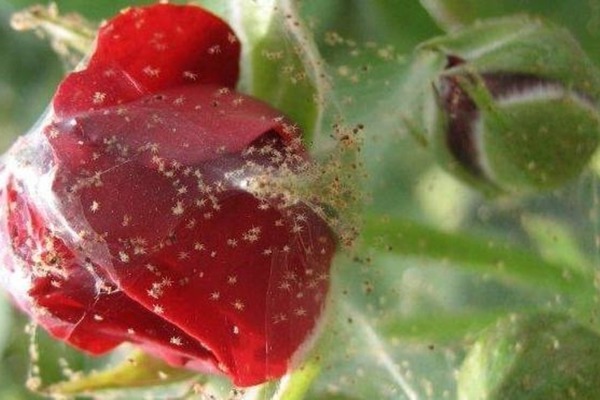 spider mite on a rose