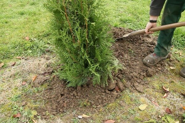 μεταμόσχευση thuja