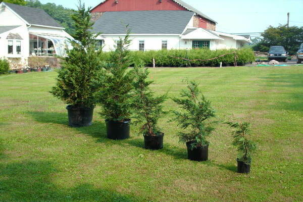 μεταμόσχευση thuja