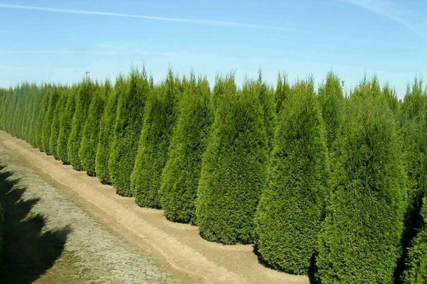 thuja transzplantáció