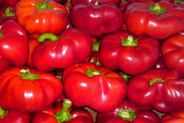 Pepper Gogoshary photo ، وصف الأنواع الفرعية