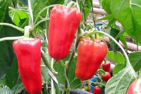 bulgarian pepper health