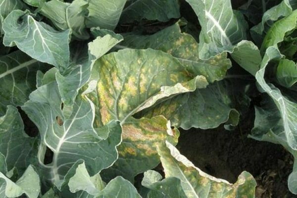 cabbage diseases