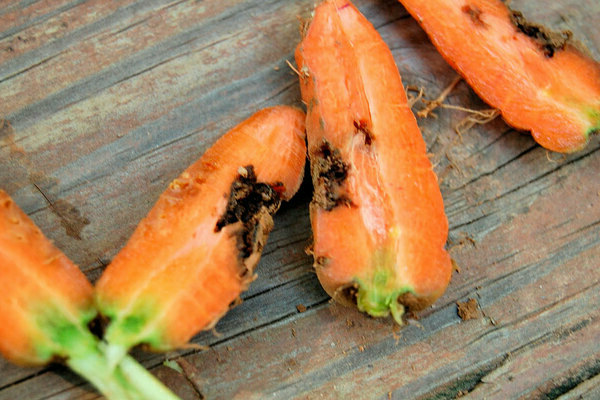 Nuisibles de la carotte