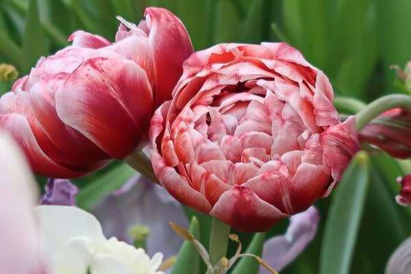 Hoa tulip hoa mẫu đơn: mô tả