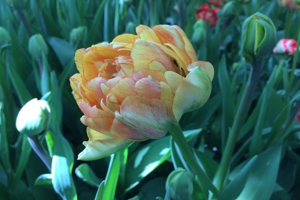 Hoa tulip hoa mẫu đơn: hình ảnh, đặc điểm trồng trọt