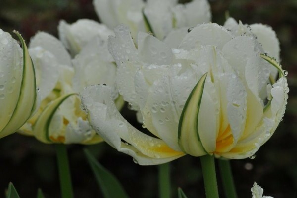 Tulipan od božura: sorte, opis