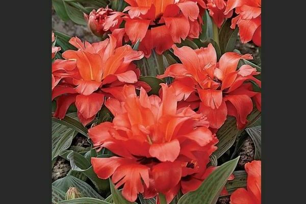 Peony tulipan: varianter, beskrivelse