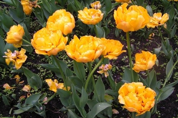 Pivoňkový tulipán: odrody, popis