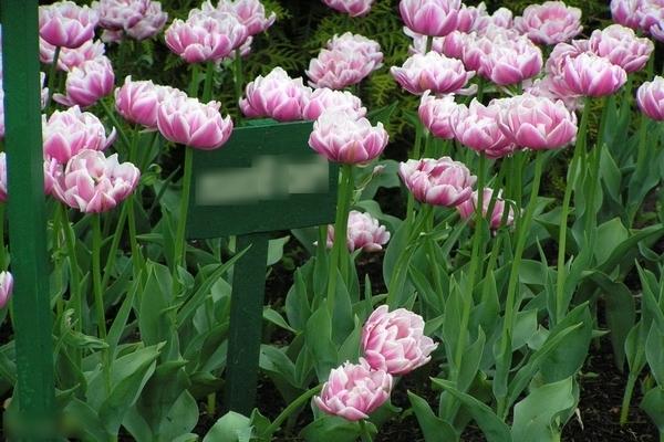 Tulipan od božura: sorte, opis