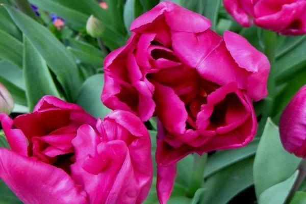 Pivoňkový tulipán: odrody, popis
