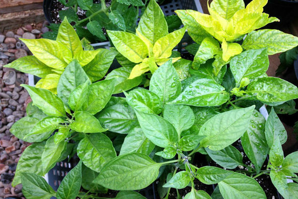 Prečo listy papriky zožltnú: žlté listy sadeníc