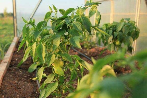 Why do the leaves of peppers turn yellow in a greenhouse