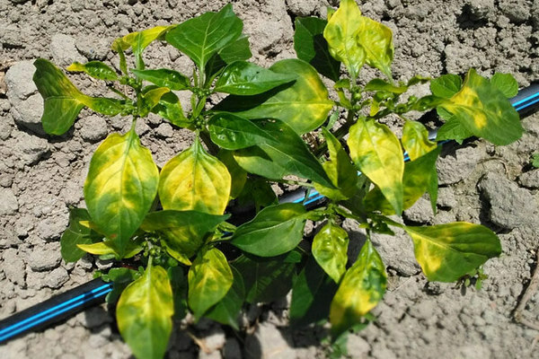 Hvorfor bliver peberfrøplanter gule blade i det åbne felt