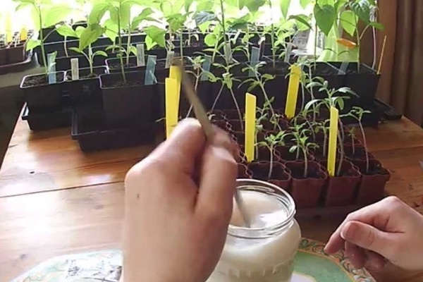 Nourrir les semis avec de la levure: recettes