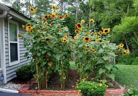Sonnenblume in der Gartendekoration
