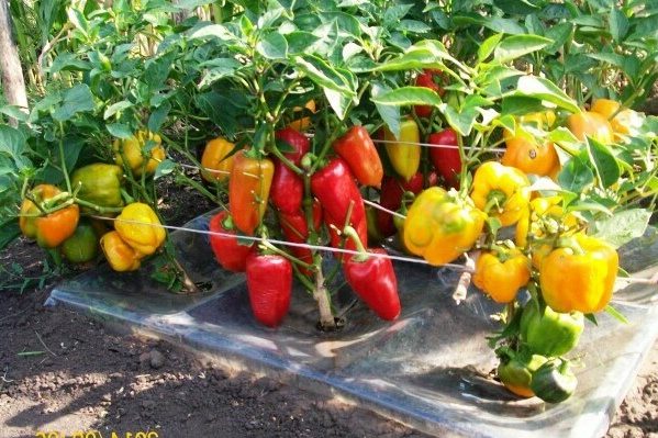 + how to tie peppers + in the greenhouse