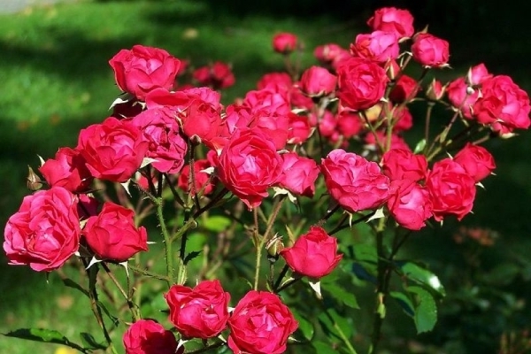 polyanthus roses varieties
