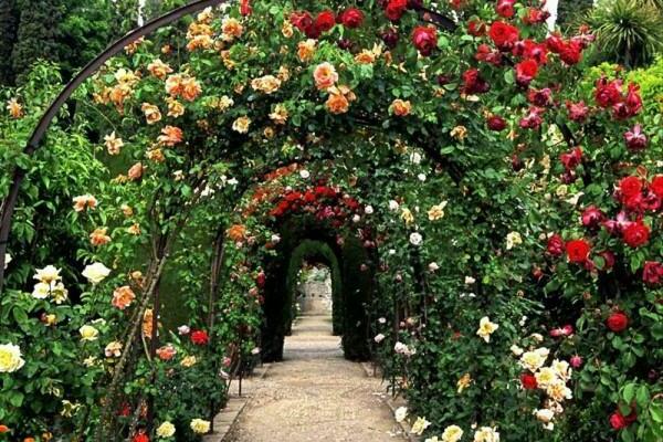 polyanthus rose photo