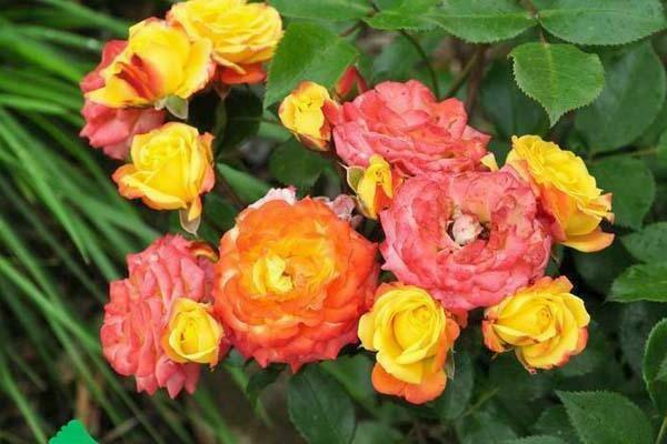 polyanthus roses
