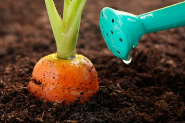 как да отглеждаме моркови на открито