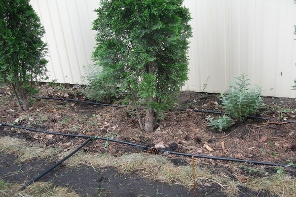 watering thuja in summer