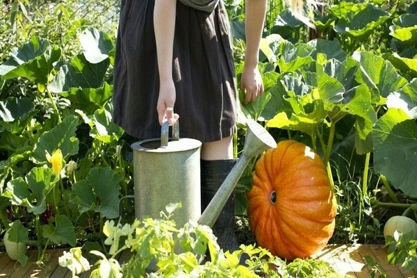 how to water pumpkin outdoors