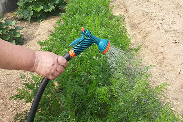 How to water carrots outdoors: instructions