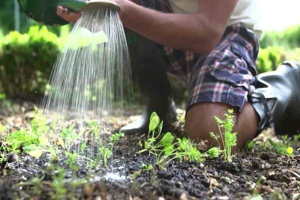 How often to water carrots in the open field during the formation of root crops