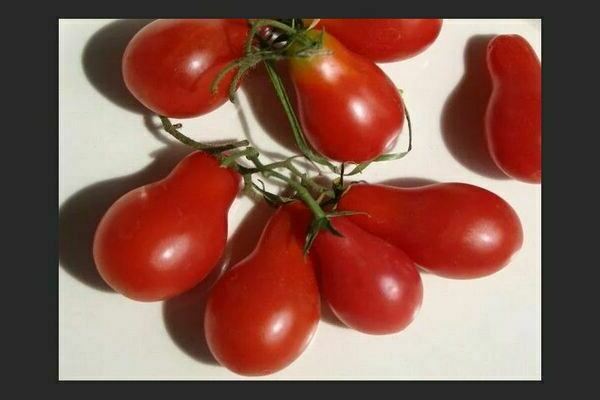 Tomates cerises: photos, types