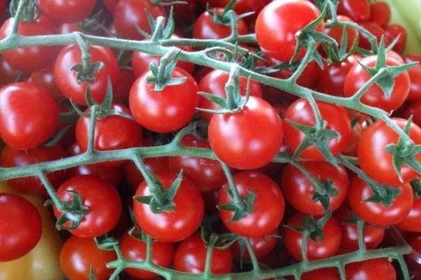 Vyšniniai pomidorai: veislės