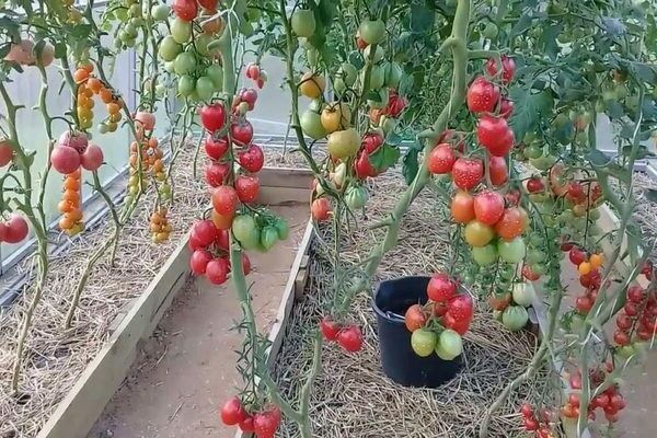 Чери домати: сортове