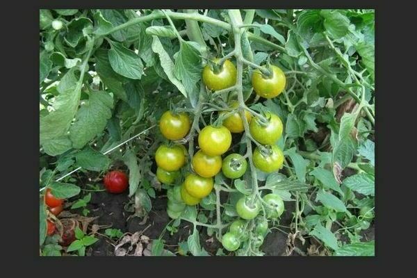 Tomates cerises: variétés